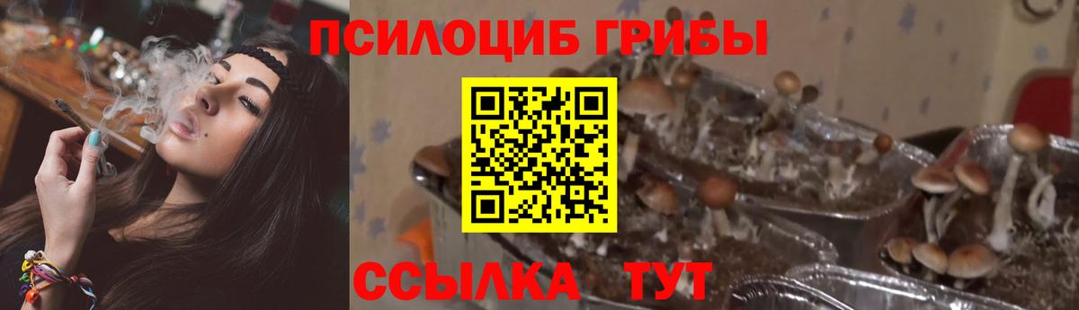 Галлюциногенные грибы прущие грибы Кинешма